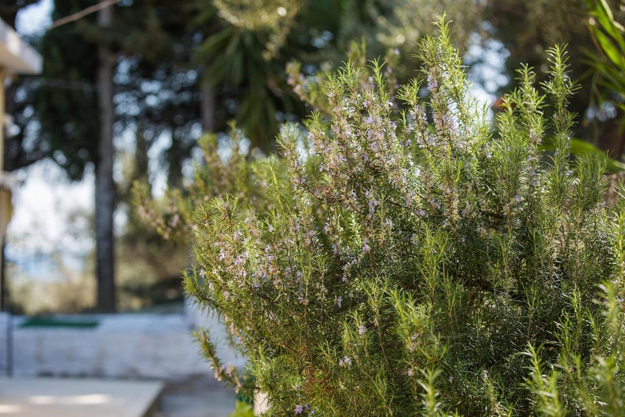 Olive Grove Poolside Apartments Benitses  Exteriér fotografie